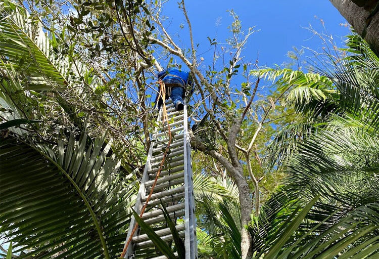 Tree Services