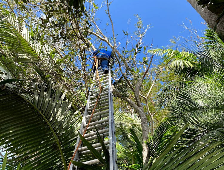 Tree Services