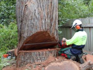 tree service